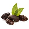 Hydrolyzed Jojoba Protein