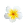 Plumeria Flower Extract (Plumeria Acutifolia)