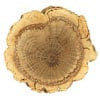 Cork Oak Bark Extract (Quercus Suber)