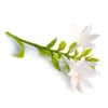 Tuberose Flower (Polianthes Tuberosa)